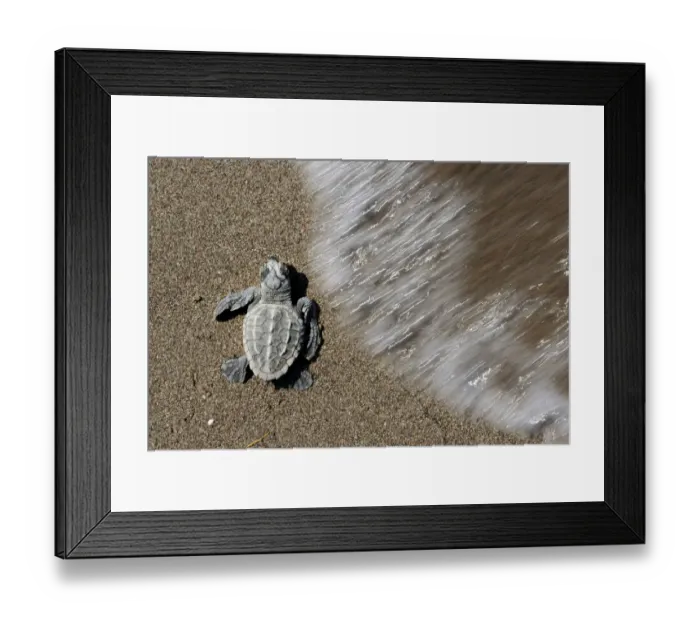 Framed Print : Newly hatched Loggerhead turtle (Caretta caretta) at sea edge, Dalyan Delta, Turkey Framed Print : Newly hatched Loggerhead turtle (Caretta caretta) at sea edge, Dalyan Delta, Turkey