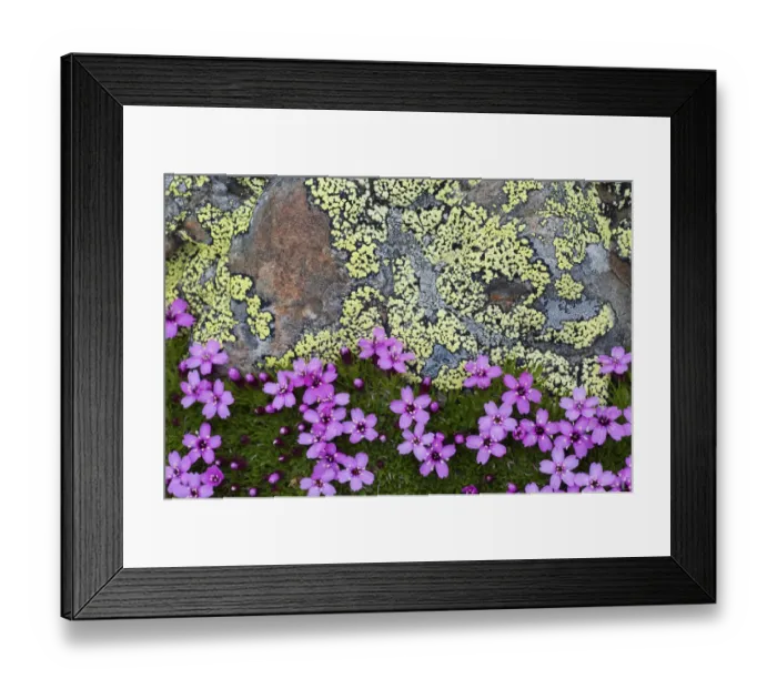 Framed Print : Moss campion (Silene acaulis) growing by a lichen covered rock, Liechtenstein, June