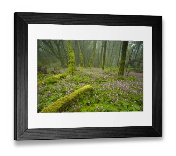 Framed Print : Laurisilva forests, Azores laurel (Laurus azorica) among other trees and flowering Framed Print : Laurisilva forests, Azores laurel (Laurus azorica) among other trees and flowering