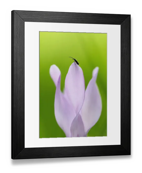 Framed Print : Insect on Cyclamen (Cyclamen persicum) flower, Akamas peninsula, Cyprus, May 2009 Framed Print : Insect on Cyclamen (Cyclamen persicum) flower, Akamas peninsula, Cyprus, May 2009