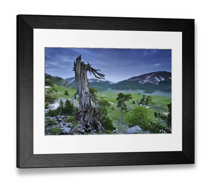 Framed Print : Cuirassed / Bosnian pine (Pinus leucodermis / heldreichii) tree stump on the Piana Framed Print : Cuirassed / Bosnian pine (Pinus leucodermis / heldreichii) tree stump on the Piana