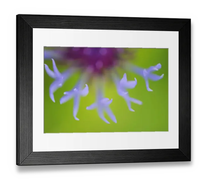 Framed Print : Close-up of Mountain cornflower (Centaurea montana) flower, Sleneset, Norway, June 2008 WWE BOOK Framed Print : Close-up of Mountain cornflower (Centaurea montana) flower, Sleneset, Norway, June 2008 WWE BOOK