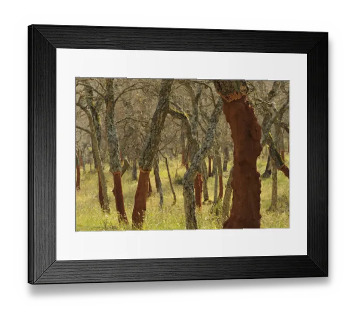 Framed Print : Cork oak tree (Querus suber) trunks with bark harvested, Aggius, Sardinia, Italy Framed Print : Cork oak tree (Querus suber) trunks with bark harvested, Aggius, Sardinia, Italy