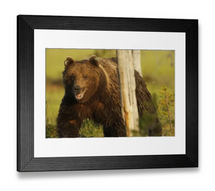 Framed Print : European brown bear (Ursus arctos) with mouth open by tree, Kuhmo, Finland, July Framed Print : European brown bear (Ursus arctos) with mouth open by tree, Kuhmo, Finland, July