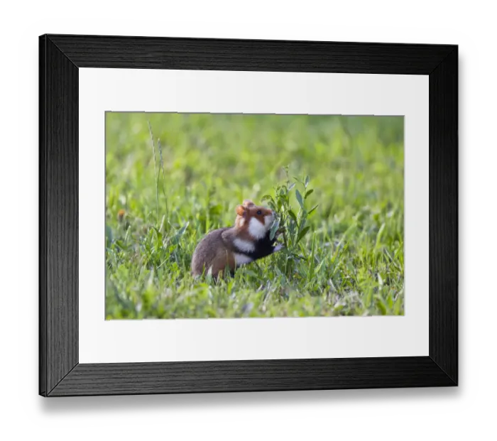 Framed Print : Common hamster (Cricetus cricetus) feeding on plant, Slovakia, Europe, June 2009