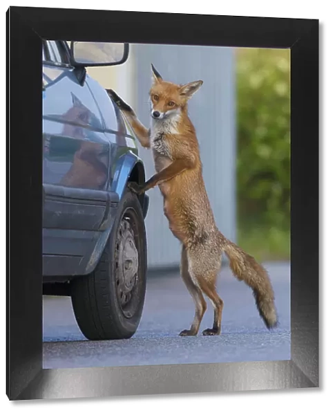 Urban fox (Vulpes vulpes) standing up against car, London, UK, May WWE BOOK