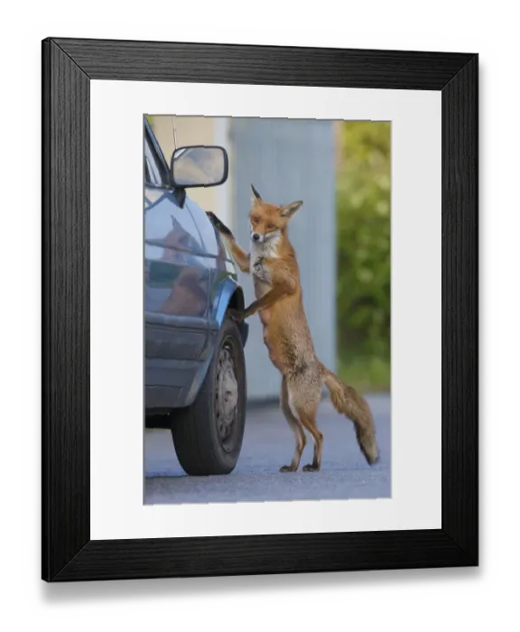 Framed Print : Urban fox (Vulpes vulpes) standing up against car, London, UK, May WWE BOOK Framed Print : Urban fox (Vulpes vulpes) standing up against car, London, UK, May WWE BOOK