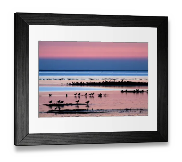 Framed Print : Waders on sea shore at sunset, Hallig Hooge, Germany, April 2009 WWE BOOK Framed Print : Waders on sea shore at sunset, Hallig Hooge, Germany, April 2009 WWE BOOK