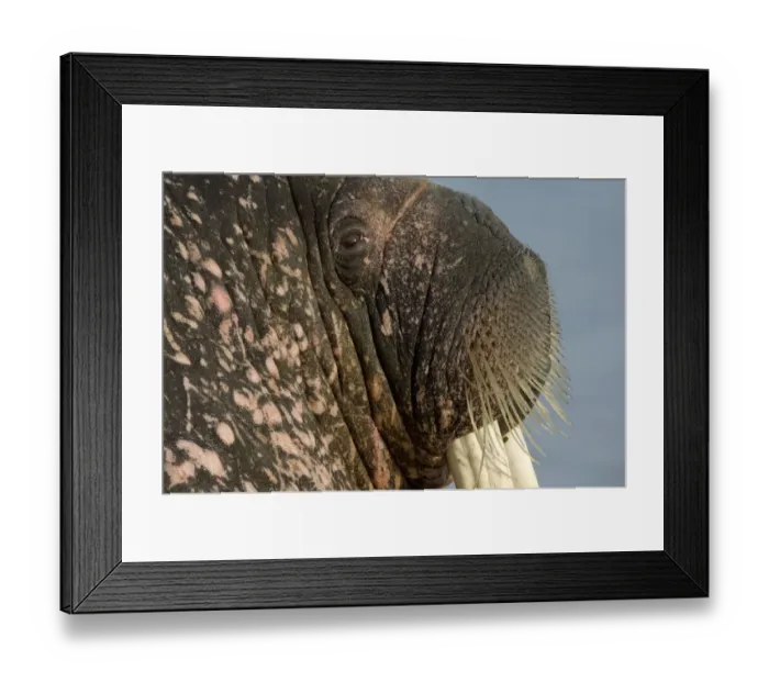 Framed Print : Walrus (Obdobenus rosmarus) close-up of head, Prins Karls Forland, Svalbard, Norway Framed Print : Walrus (Obdobenus rosmarus) close-up of head, Prins Karls Forland, Svalbard, Norway