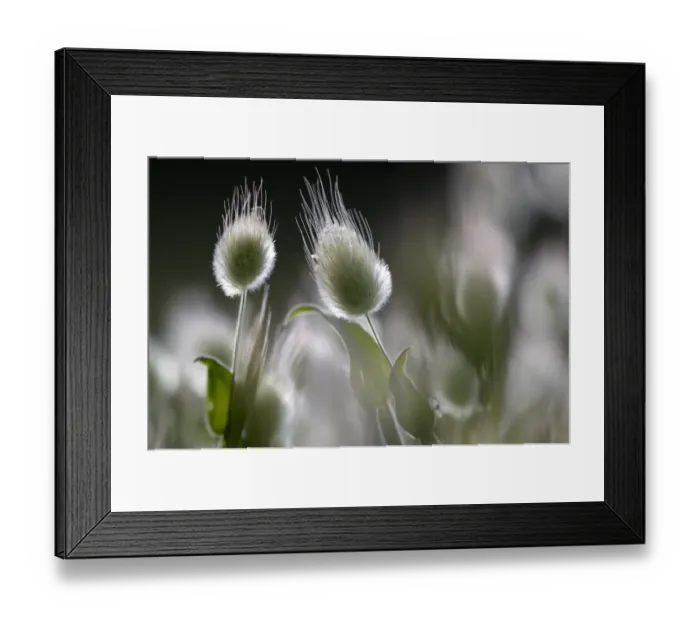 Framed Print : Harestail grass (Lagurus ovatus) Hisarky, Northern Cyprus, April 2009 WWE OUTDOOR EXHIBITION