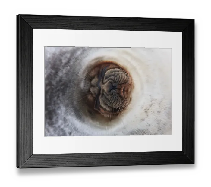 Framed Print : Ringed seal (Pusa hispida) close-up of face, Spitsbergen, Svalbard, Norway, March