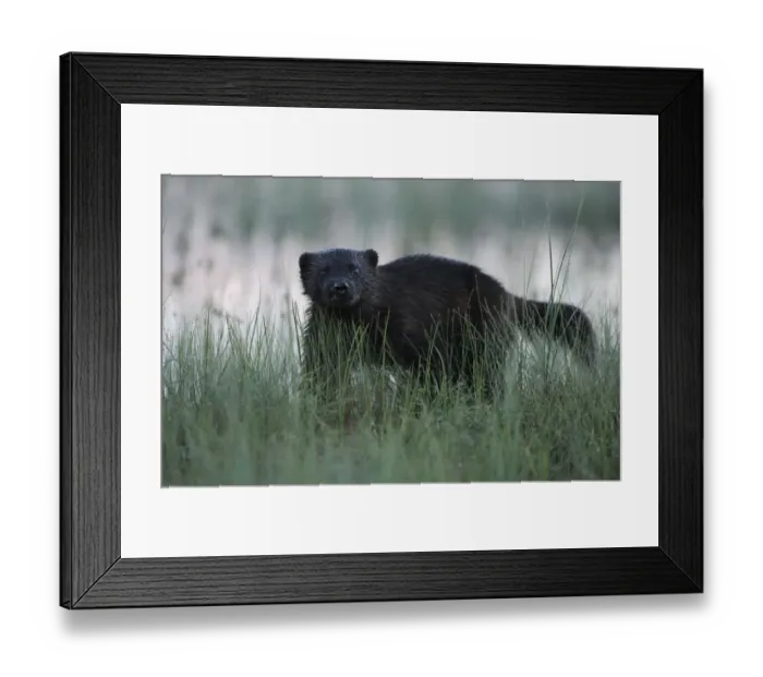 Framed Print : Eurasian wolverine (Gulo gulo) in long grass, Kuhmo, Finland, July 2008 WWE OUTDOOR EXHIBITION Framed Print : Eurasian wolverine (Gulo gulo) in long grass, Kuhmo, Finland, July 2008 WWE OUTDOOR EXHIBITION