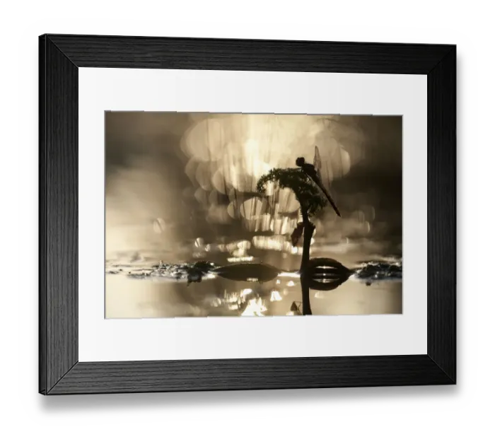 Framed Print : Vagrant darter (Sympetrum vulgatum) on twig with larval case, Gornje Podunavlje Special Framed Print : Vagrant darter (Sympetrum vulgatum) on twig with larval case, Gornje Podunavlje Special