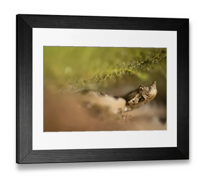 Framed Print : Long-nosed / Sand viper (Vipera ammodytes) Djerdap National Park, Serbia, June 2009 Framed Print : Long-nosed / Sand viper (Vipera ammodytes) Djerdap National Park, Serbia, June 2009
