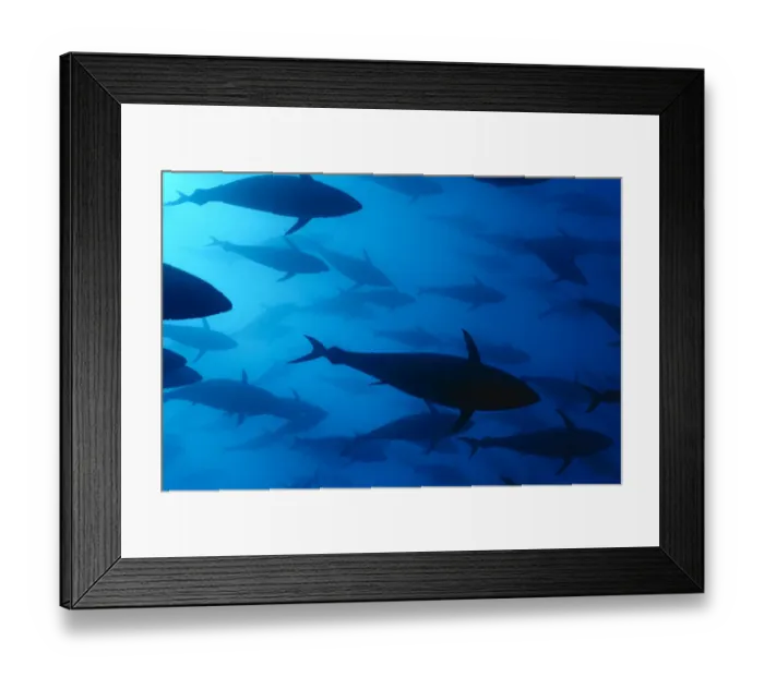 Framed Print : Atlantic bluefin tuna (Thunnus thynnus) shoal, captive, Malta, Mediteranean, May Framed Print : Atlantic bluefin tuna (Thunnus thynnus) shoal, captive, Malta, Mediteranean, May