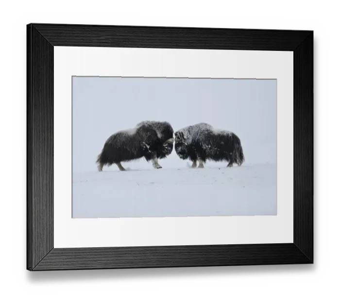 Framed Print : Two Muskox (Ovibos moschatus) face to face, Dovrefjell National Park, Norway, February Framed Print : Two Muskox (Ovibos moschatus) face to face, Dovrefjell National Park, Norway, February
