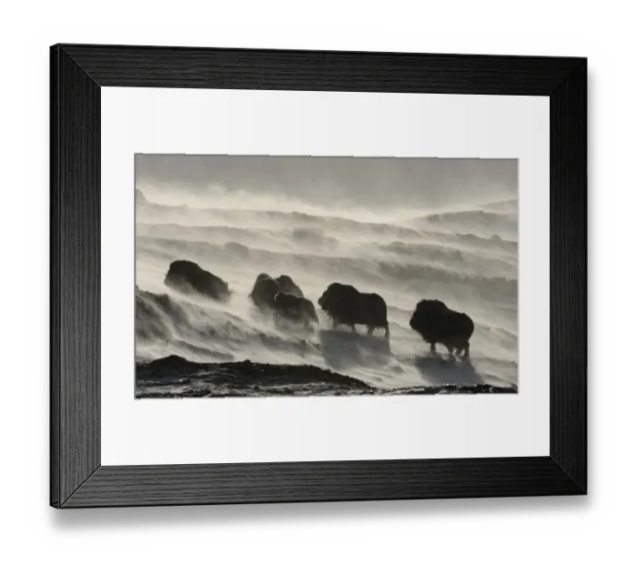 Framed Print : Muskox (Ovibos moschatus) walking through wind blowing snow, Dovrefjell National Park Framed Print : Muskox (Ovibos moschatus) walking through wind blowing snow, Dovrefjell National Park