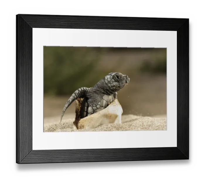 Framed Print : Loggerhead turtle (Caretta caretta) hatching, Dalyan Delta, Turkey, July 2009 WWE
