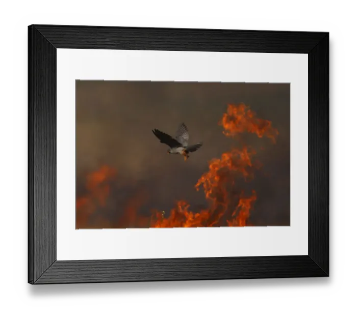 Framed Print : Male Red footed falcon (Falco vespertinus) hunting over burning steppe fields, Bagerova Steppe Framed Print : Male Red footed falcon (Falco vespertinus) hunting over burning steppe fields, Bagerova Steppe