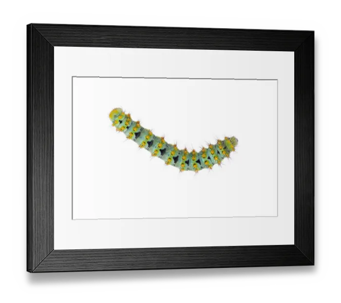 Framed Print : Small emperor moth (Saturnia pavonia) caterpillar, Digne les Bains, France, May 2009 Framed Print : Small emperor moth (Saturnia pavonia) caterpillar, Digne les Bains, France, May 2009