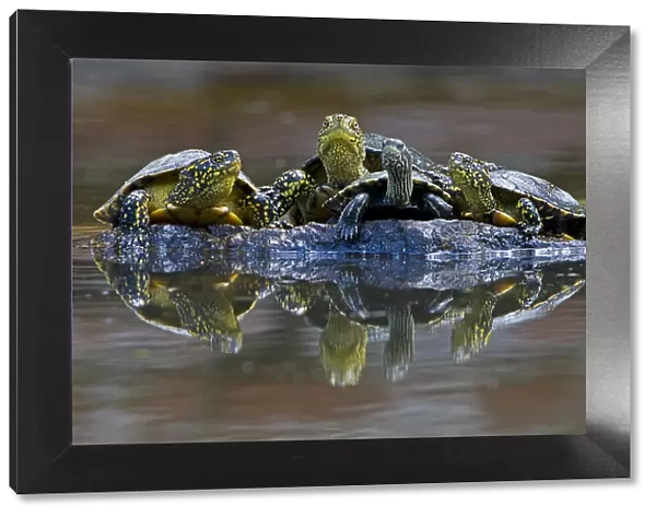 Three European pond turtles (Emys orbicularis) and a Balkan terrapin (Mauremys rivulata)