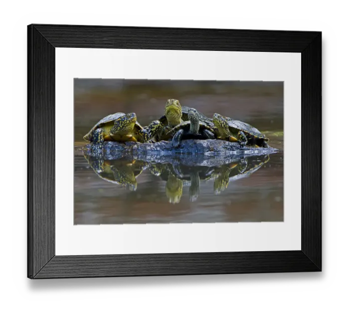 Framed Print : Three European pond turtles (Emys orbicularis) and a Balkan terrapin (Mauremys rivulata) Framed Print : Three European pond turtles (Emys orbicularis) and a Balkan terrapin (Mauremys rivulata)