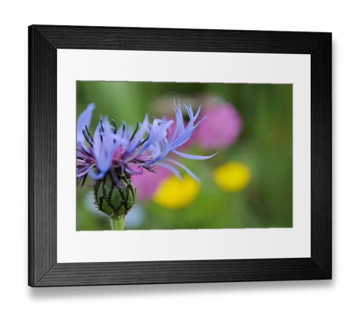 Framed Print : Mountain cornflower (Centaurea montana) flower, Liechtenstein, June 2009 WWE OUTDOOR EXHIBITION Framed Print : Mountain cornflower (Centaurea montana) flower, Liechtenstein, June 2009 WWE OUTDOOR EXHIBITION