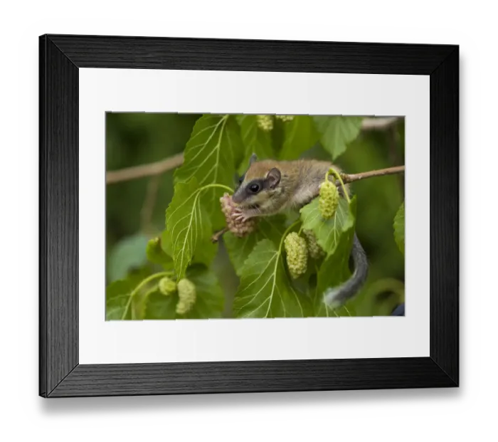 Framed Print : Forest dormouse (Dryomys nitedula) feeding on Mulberries, Bulgaria, June 2008 WWE Framed Print : Forest dormouse (Dryomys nitedula) feeding on Mulberries, Bulgaria, June 2008 WWE