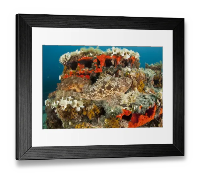 Framed Print : Two Scorpionfish (Scorpaena porcus) lying on artificial reef, Larvotto Marine Reserve Framed Print : Two Scorpionfish (Scorpaena porcus) lying on artificial reef, Larvotto Marine Reserve