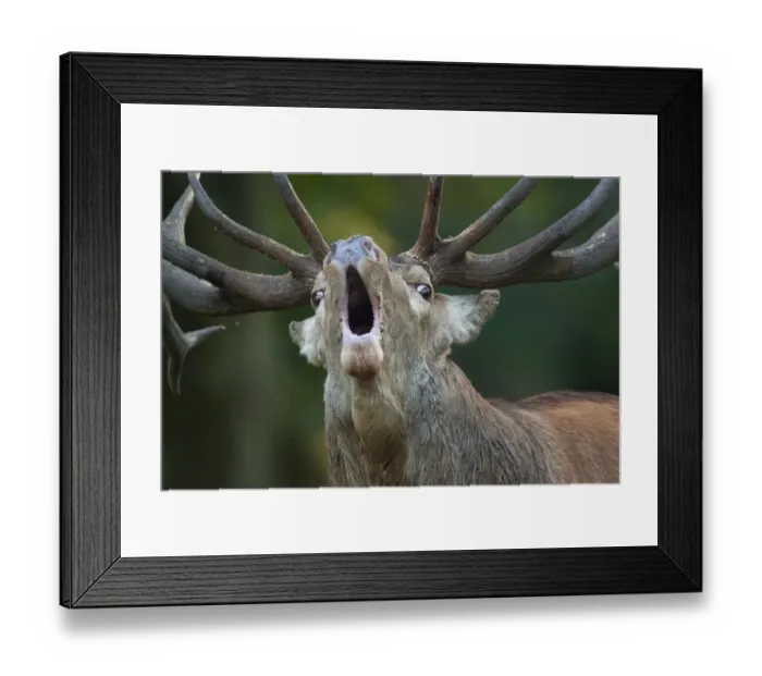 Framed Print : Red deer (Cervus elaphus) stag calling during rut, Klampenborg Dyrehaven, Denmark, September 2008 Framed Print : Red deer (Cervus elaphus) stag calling during rut, Klampenborg Dyrehaven, Denmark, September 2008