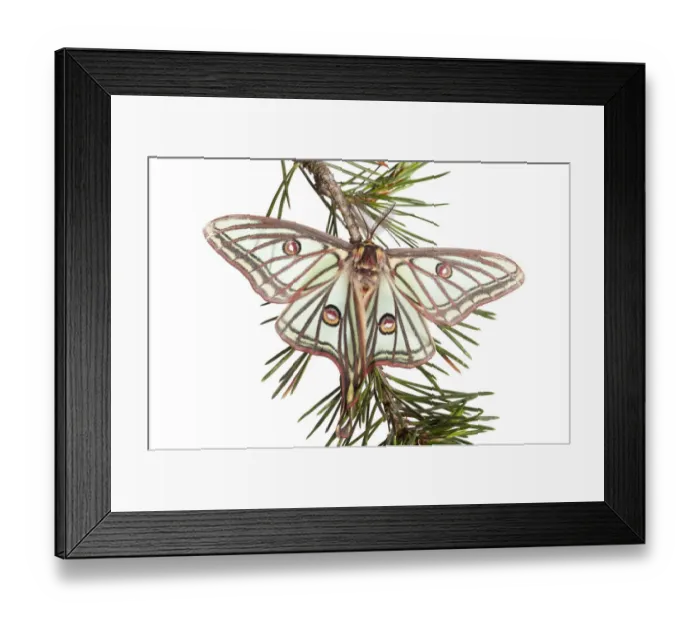 Framed Print : Male Spanish luna / Isabelline moth (Graellsia isabellina) on twig, Queyras Natural Park Framed Print : Male Spanish luna / Isabelline moth (Graellsia isabellina) on twig, Queyras Natural Park