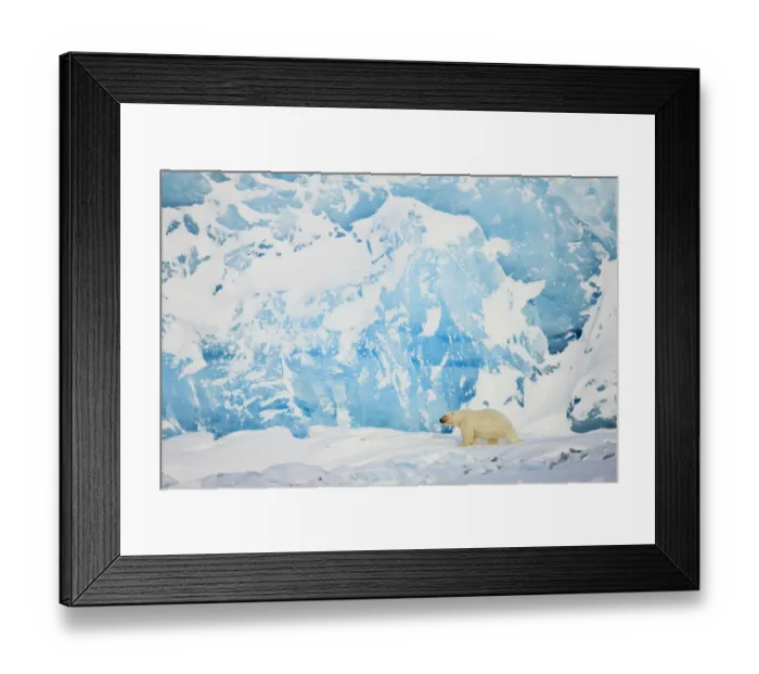 Framed Print : Polar bear (Ursus maritimus) in front of glacier, Spitsbergen, Svalbard, Norway Framed Print : Polar bear (Ursus maritimus) in front of glacier, Spitsbergen, Svalbard, Norway