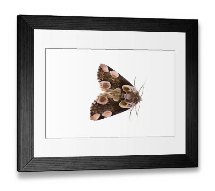 Framed Print : Peach blossom moth (Thyatria batis) Fliess, Naturpark Kaunergrat, Tirol, Austria Framed Print : Peach blossom moth (Thyatria batis) Fliess, Naturpark Kaunergrat, Tirol, Austria