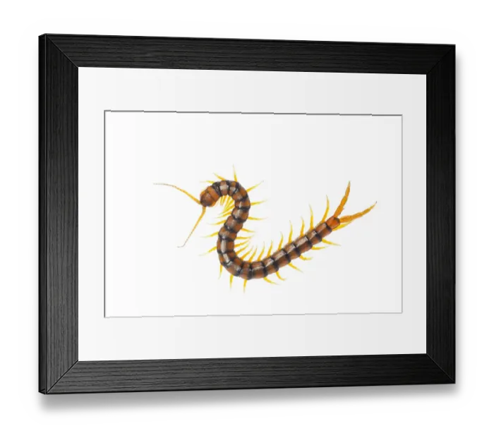 Framed Print : Centipede (Scolopendra cingulata) Huelva, Andalucia, Spain, May 2009 WWE OUTDOOR EXHIBITION Framed Print : Centipede (Scolopendra cingulata) Huelva, Andalucia, Spain, May 2009 WWE OUTDOOR EXHIBITION