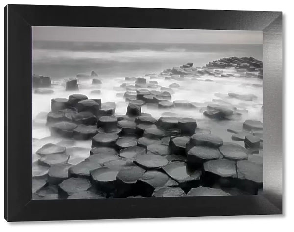 Coastal basalt landscape, Giant's Causeway, Unesco Heritage Site, County Antrim, Northern Ireland, June 2009 WWE OUTDOOR EXHIBITION. NOT AVAILABLE FOR GREETING CARDS OR CALENDARS