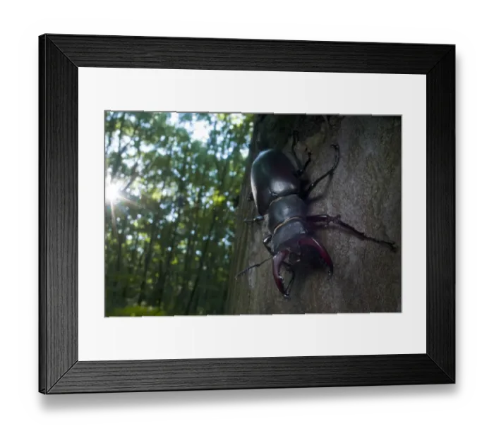 Framed Print : Male Stag beetle {Lucanus cervus} tree trunk, Codrii Reserve, Central Moldova, June Framed Print : Male Stag beetle {Lucanus cervus} tree trunk, Codrii Reserve, Central Moldova, June