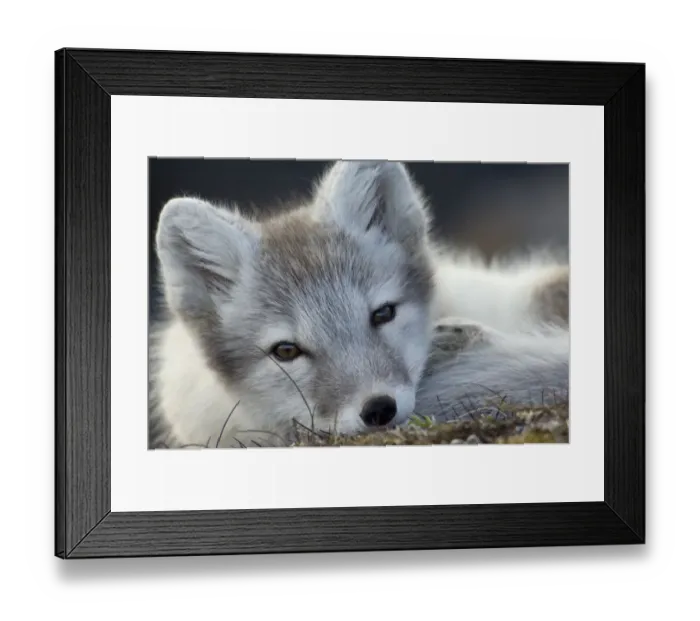 Framed Print : Arctic fox (Alopex lagopus) portrait, Trygghamna, Svalbard, Norway, July 2008 WWE Framed Print : Arctic fox (Alopex lagopus) portrait, Trygghamna, Svalbard, Norway, July 2008 WWE