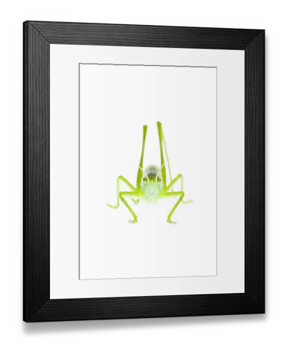 Framed Print : Male Great green bush cricket (Tettigonia viridissima) Fliess, Naturpark Kaunergrat