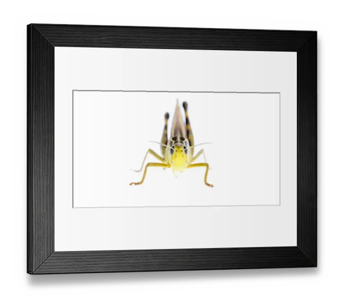 Framed Print : Grasshopper (Arcyptera fusca) male, Fliess, Naturpark Kaunergrat, Tirol, Austria Framed Print : Grasshopper (Arcyptera fusca) male, Fliess, Naturpark Kaunergrat, Tirol, Austria