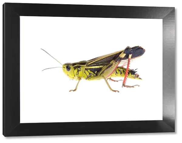 Male Grasshopper (Arcyptera fusca) Fliess, Naturpark Kaunergrat, Tirol, Austria