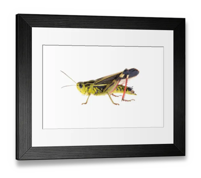Framed Print : Male Grasshopper (Arcyptera fusca) Fliess, Naturpark Kaunergrat, Tirol, Austria Framed Print : Male Grasshopper (Arcyptera fusca) Fliess, Naturpark Kaunergrat, Tirol, Austria