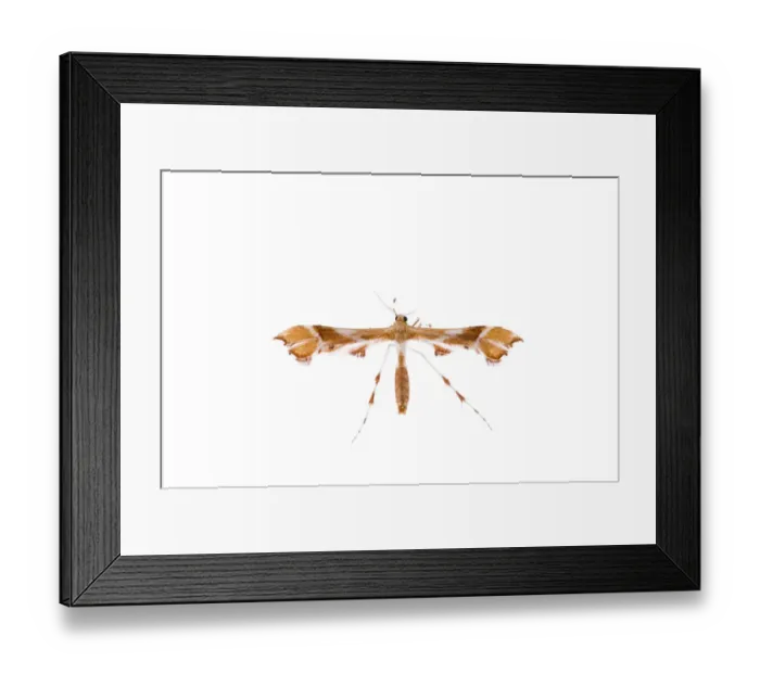 Framed Print : Plume moth (Pterophoridae family) Fliess, Naturpark Kaunergrat, Tirol, Austria, July Framed Print : Plume moth (Pterophoridae family) Fliess, Naturpark Kaunergrat, Tirol, Austria, July