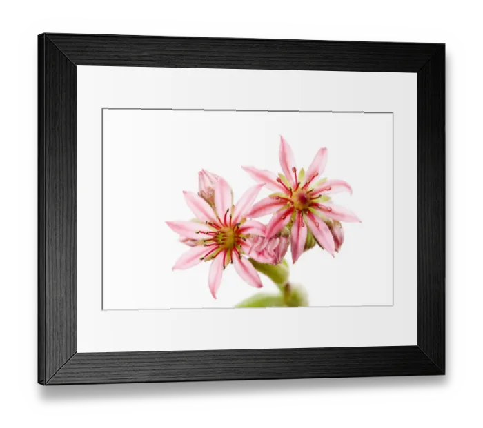 Framed Print : Mountain houseleek (Sempervivum montanum) close-up of two flowers, Fliess, Naturpark Kaunergrat Framed Print : Mountain houseleek (Sempervivum montanum) close-up of two flowers, Fliess, Naturpark Kaunergrat