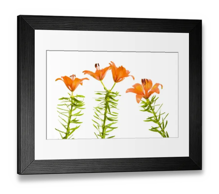 Framed Print : Orange / Fire lily (Lilium bulbiferum) flowers, Fliess, Naturpark Kaunergrat, Tirol Framed Print : Orange / Fire lily (Lilium bulbiferum) flowers, Fliess, Naturpark Kaunergrat, Tirol