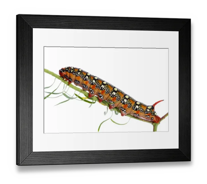 Framed Print : Spurge hawkmoth (Hyles euphorbiae) caterpillar on plant stem, Fliess, Naturpark Kaunergrat Framed Print : Spurge hawkmoth (Hyles euphorbiae) caterpillar on plant stem, Fliess, Naturpark Kaunergrat