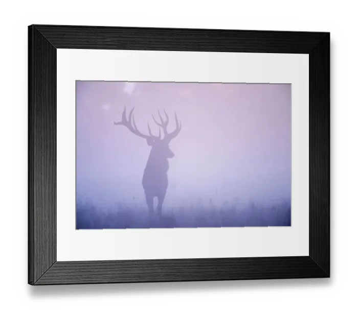 Framed Print : Red deer (Cervus elaphus) stag in mist, Klampenborg Dyrehaven, Denmark, September 2008 Framed Print : Red deer (Cervus elaphus) stag in mist, Klampenborg Dyrehaven, Denmark, September 2008