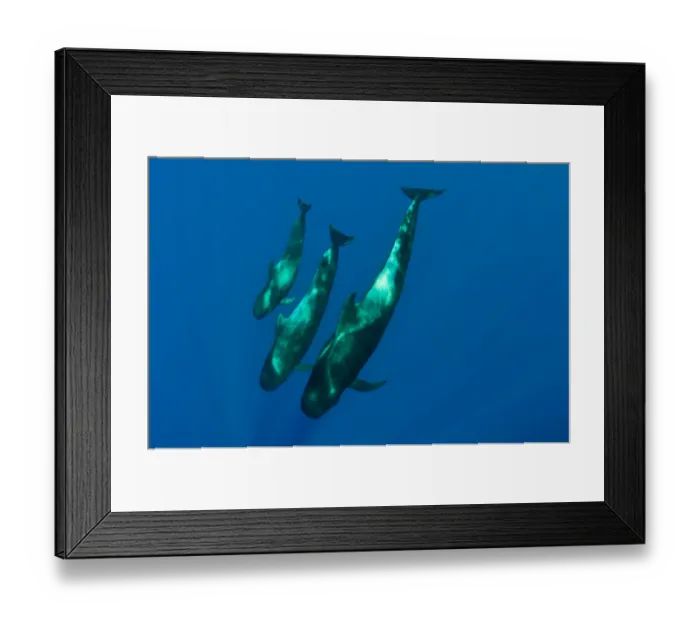 Framed Print : Three Short finned pilot whales (Globicephala macrorhynchus) Canary Islands, Spain Framed Print : Three Short finned pilot whales (Globicephala macrorhynchus) Canary Islands, Spain