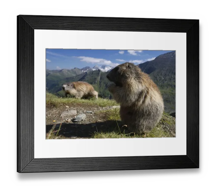 Framed Print : Alpine marmot (Marmota marmota) feeding, Hohe Tauern National Park, Austria, July 2008 Framed Print : Alpine marmot (Marmota marmota) feeding, Hohe Tauern National Park, Austria, July 2008