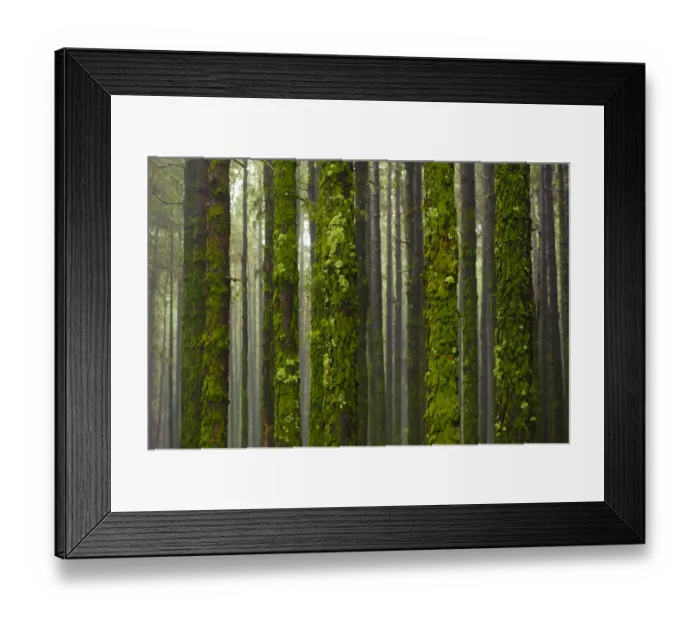 Framed Print : Montery pine (Pinus radiata) forest, with trunks covered with moss and lichen, Corona Framed Print : Montery pine (Pinus radiata) forest, with trunks covered with moss and lichen, Corona