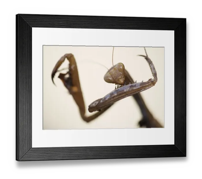 Framed Print : Female European praying mantis (Mantis religiosa) portrait, Sardinia, Italy, September 2008 Framed Print : Female European praying mantis (Mantis religiosa) portrait, Sardinia, Italy, September 2008